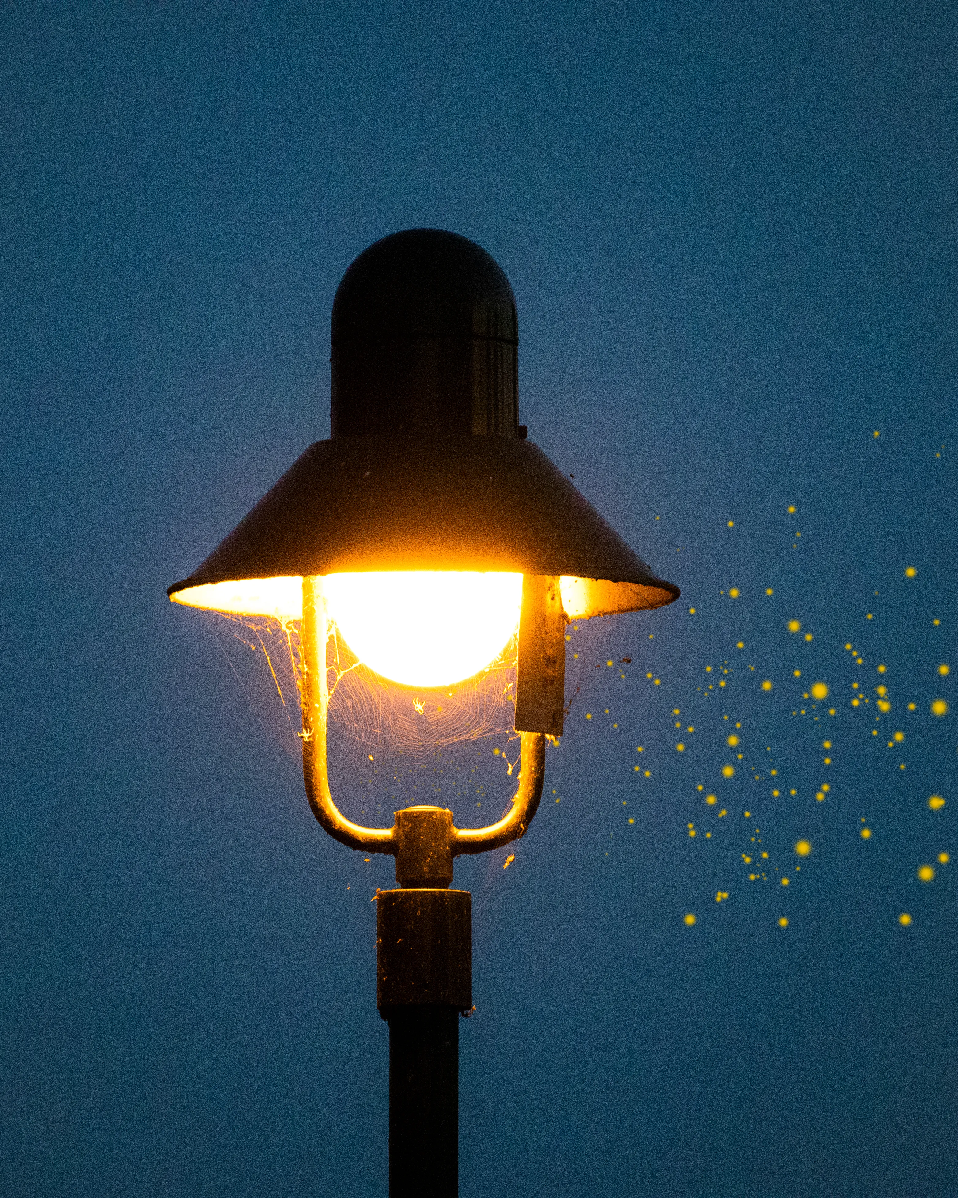 Fireflies